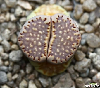 리톱스 쥴리 플러리Lithops julii fulleri-198 1