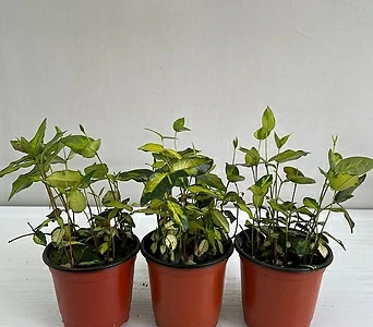 황금마삭 3개묶음 공기정화식물 반려식물 온누리꽃농원 1