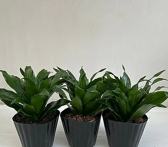 콤펙타 콤팩타 3개묶음 공기정화식물 반려식물 온누리꽃농원 1
