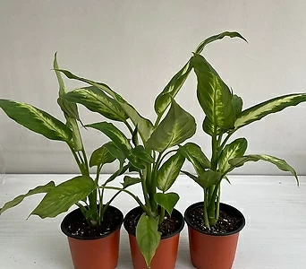 마리안느 3개묶음 공기정화식물 반려식물 온누리꽃농원 1