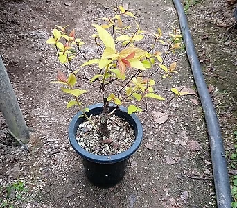황금조팝나무 1