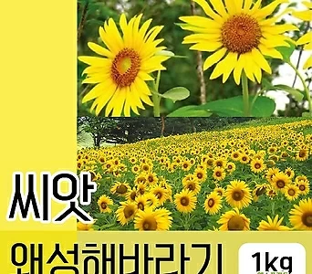 [조이가든]왜성 해바라기씨앗 1kg 꽃씨(꽃씨앗 꽃씨 대용량씨앗 해바라기) 1