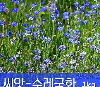 [조이가든]씨앗-수레국화_1kg 꽃씨 1