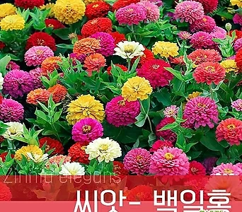 [조이가든]씨앗-백일홍_1kg 꽃씨 1