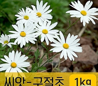 [조이가든]씨앗-구절초_1kg 꽃씨 1