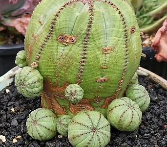 Euphorbia obesa (Baseball Plant) // 1