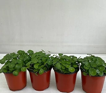 워터코인 4개묶음 공기정화식물 반려식물 온누리꽃농원 1