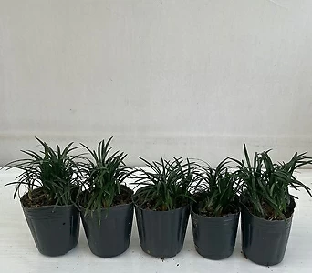 애란 5개묶음 공기정화식물 반려식물 온누리꽃농원 1