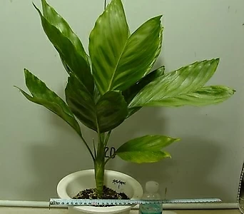 쥬얼리야자 1번-싱싱 인기식물-사진동일상품배송 1