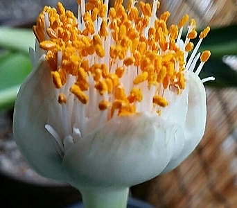 알비프로스.헤만투스.털군자란.밍크붓꽃(튤립형흰색꽃).귀한상품.인기상품. 1