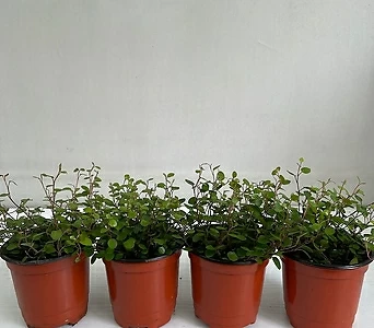 트리안 4개묶음 공기정화식물 반려식물 온누리꽃농원 1