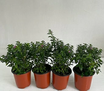 구피아 4개묶음 공기정화식물 반려식물 온누리꽃농원 1
