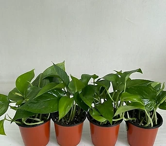 스킨답서스 4개묶음 공기정화식물 반려식물 온누리꽃농원 1