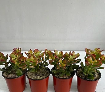 꽃염좌 4개묶음 공기정화식물 반려식물 온누리꽃농원 1