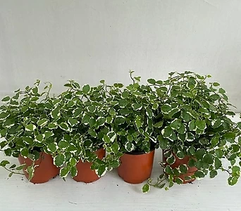 푸미라 4개묶음 공기정화식물 반려식물 온누리꽃농원 1