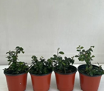 수련목 4개묶음 공기정화식물 반려식물 온누리꽃농원 1