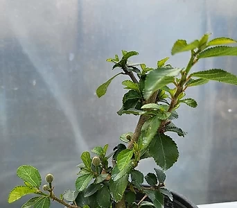 Grewia occidentalis L.  1
