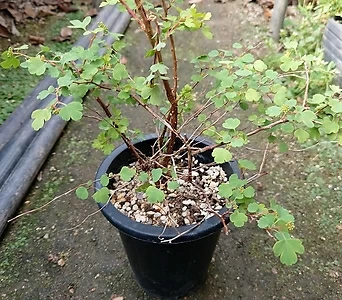 Spiraea prunifolia  1