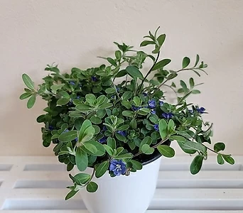 아메리칸블루(중품) 인테리어식물 파랑꽃  1