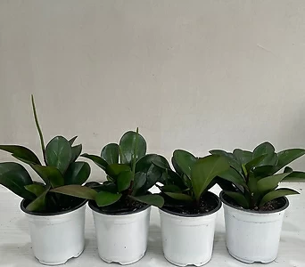 홍페페 4개묶음 공기정화식물 반려식물 온누리꽃농원 1