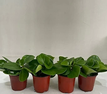 청페페 4개묶음 공기정화식물 반려식물 온누리꽃농원 1