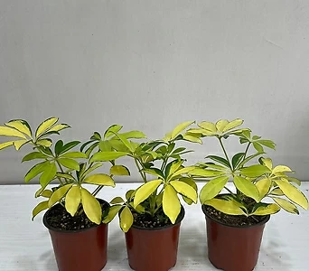 칼라홍콩야자 3개묶음 공기정화식물 반려식물 온누리꽃농원 1