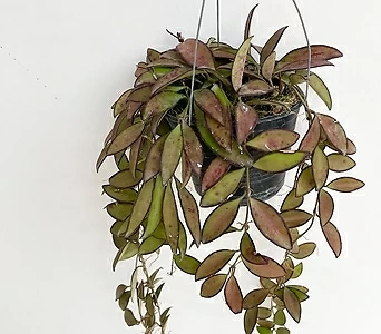 Hoya carnosa  1