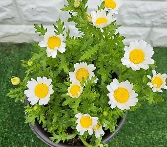 Argyranthemum frutescens [] 1