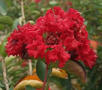 목백일홍 (다이너마이트) 포트묘 배롱나무 빨간색꽃 1