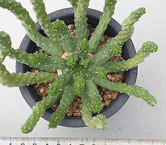 Euphorbia inermis 69 . 1