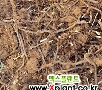 고사리종근 10k 고사리뿌리 1