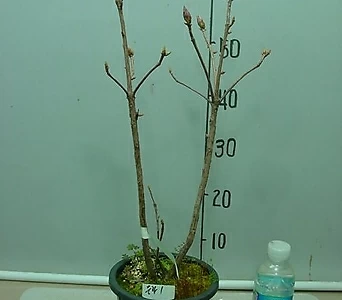 Rhododendron mucronulatum 1 --- 1