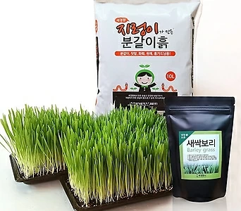 세경팜 새싹보리 귀리 밀싹 씨앗키우기 흙재배 텃밭세트 분갈이흙 국내산 1