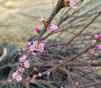 옥매화(풀또기) 개화주 분묘 (1주) 매화나무 분홍색꽃 1