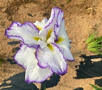 아이리스 투톤-붓꽃-덩어리 큰 묵은주-최고품보내드림 1