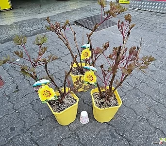 목단꽃중에  으뜸으로   쳐주는 노랑 일본목단 동일상품발송 1