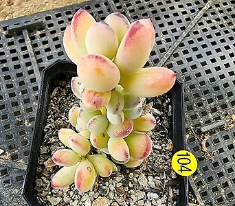 Cotyledon orbiculata var. oophylla 04076 1
