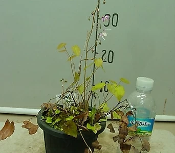 삼지구엽초 2번-묵은주-동일품배송 1