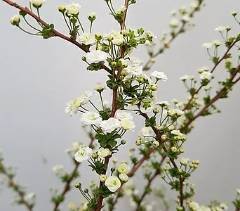 [진아플라워] 순백의 장미모양 꽃이 피는 장미조팝 389 화원 농원 1