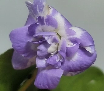 Viola mandshurica W.BECKER.  1