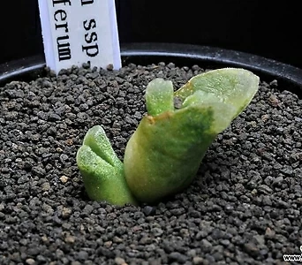 6573-C.devium ssp.stiriiferum  데비움 스트리퍼룸2두 1