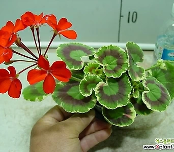 Pelargonium(Geranium) 1-- 1