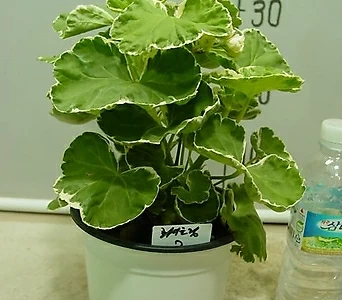 Geranium/Pelargonium 2-- 1