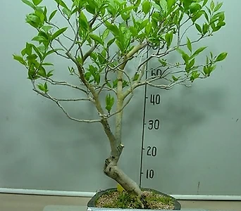 Diospyros rhombifolia ---- 1
