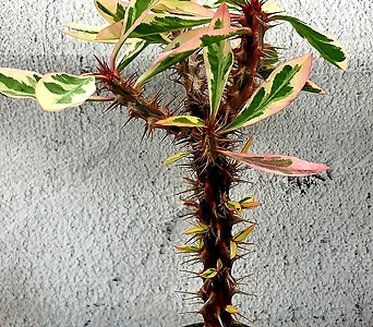 Euphorbia milii 513 1