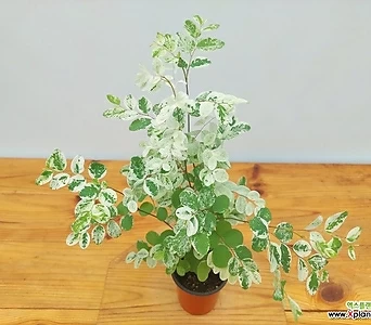 (한정특가)브레이니아 무늬식물 희귀식물 키우기쉬운식물 1