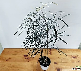 아랄리아 아라리오 키우기쉬운식물 인테리어식물 1