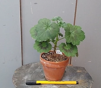 Pelargonium(Geranium) ,- 1