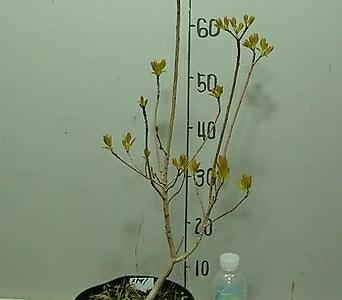 황금안개나무(골드스피릿)1번-신품종안개나무-동일품배송 1