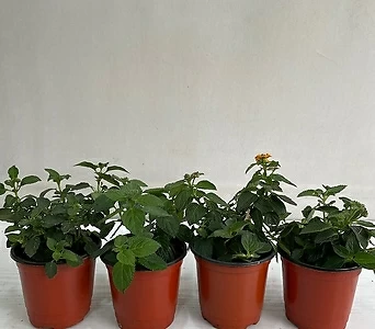 난타나 4개묶음 공기정화식물 반려식물 온누리꽃농원 1